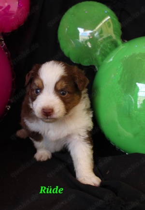 Toy Australian Shepherd Welpen 