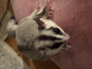 7 Sugarglider  Flughörchen Familie, pro Tier 370 , oder zusammen 2.409 