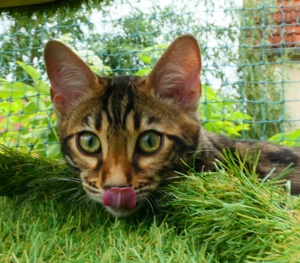 Bengalkitten w Stammbaum auszugsbereit