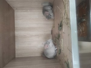 Chinchilla