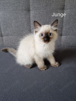 Ragdoll Kitten Katzenbabys reinrassig