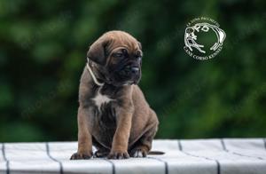 cane corso italiano fci 