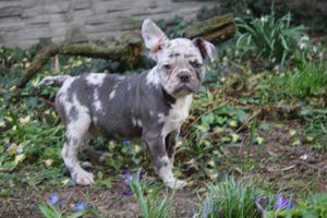 Französische bulldogge