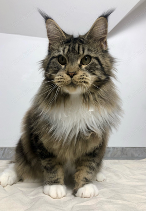 Maine Coon Black tabby