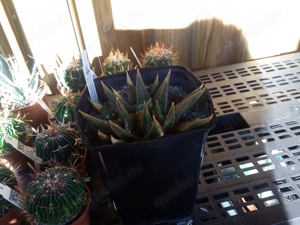 Kakteensammlung komplett Bild 3