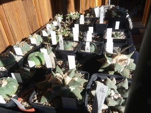 Kakteensammlung komplett Bild 2