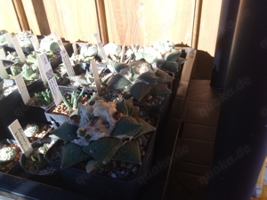 Kakteensammlung komplett Bild 4