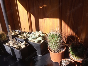 Kakteensammlung komplett Bild 6