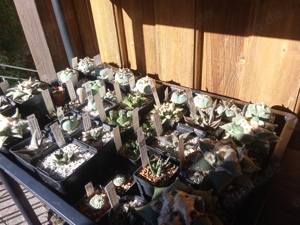 Kakteensammlung komplett Bild 7