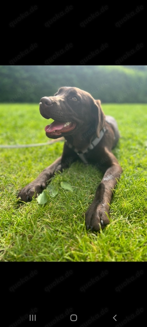 Labrador Hündin abzugeben 