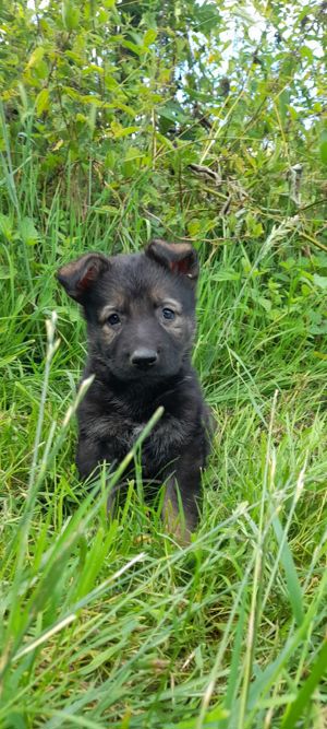 Deutsche DDR  Schäferhundwelpen mit Papieren