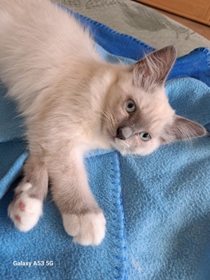 Ragdoll Baby Mädchen 