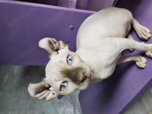 Sphynx Elf Nacktkatze mit Stammbaum und Schnurrhaaren