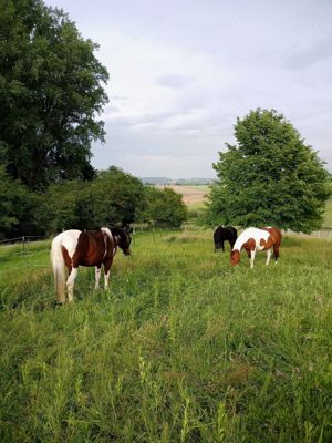 Offenstall-Platz im schönen Meckesheim, 74909  Bild 1