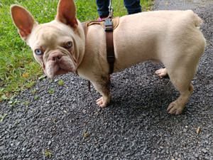 Französische Bulldogge 