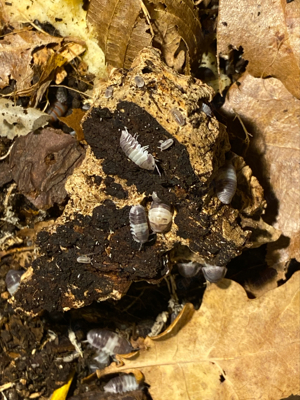 (Günstig),Cubaris sp.  Panda King",Asseln