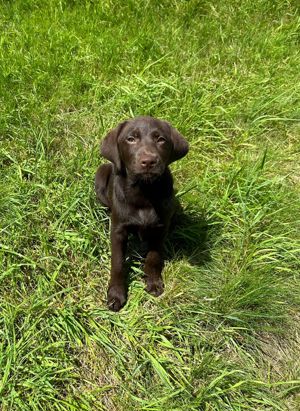 Labrador Welpen 