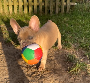 Gesunde Welpen Fluffy Französische Bulldoggen Rüde Red Blue Fawn New Shade Tan Fluffy 