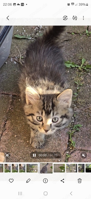 Maincoon Mischling suchen ein neues Zuhause 