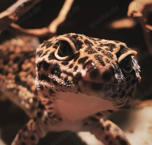 Leopardgecko (Weibchen)