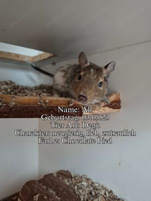 Degus 2Weibchen 1Kastrat