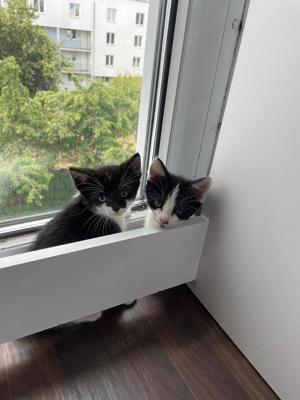 Kitten zu verschenken in liebevolle Hände 