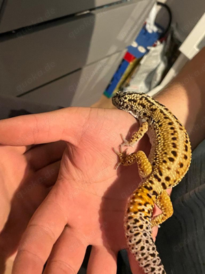 Leopardgecko Giant 1.0 Bold Stripe Bandit het eclipse 