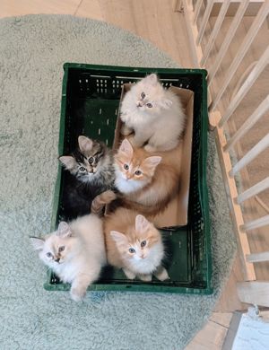 Sibirische Kitten, Sibirische Waldkatzen, Neva Masquarade, Katzenbabys, Babykatze, Langhaar 