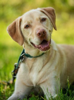 Leonell - Labrador - 6 Jahre - Tierhilfe Franken