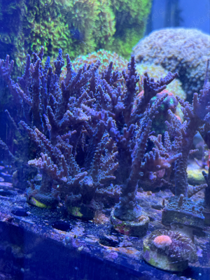 Acropora Blue Staghorn Ableger Korallen SPS Meerwasser LPS