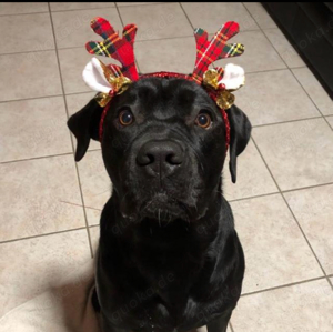 Labrador Cane Corso Mischling Rüde 3 Jahre