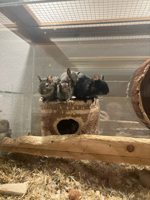 Degus   Degu Junge