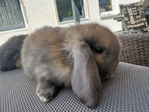 Zwergkaninchen Minilop hase Handzahm