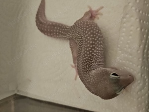 leopardgecko Gigant 