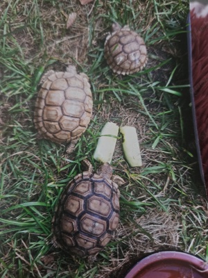 sulcata 