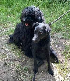 Nicki und Leyla suchen zusammen ein Zuhause 