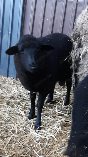 Schaf Bock Lamm in Schlacht freies, liebes Zuhause abzugeben