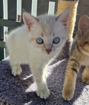 BKH   BLH Kitten bald abgabe bereit mit blauen und grünen Augen