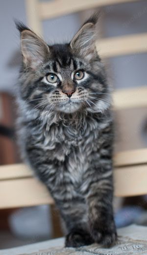 Maine Coon Bayern München