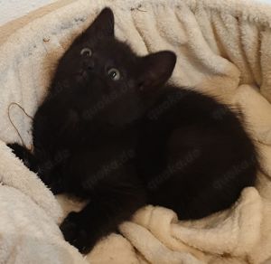 Schwarze Babykatze sucht liebevolles Zuhause - Abholbereit!