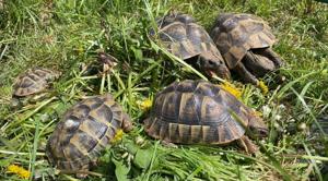 Griechische Landschildkröten - Testudo Hermanni