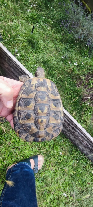 Verkaufe Testudo hermanni hermanni; Griechische Landschildkröten