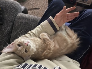 Hübscher Simba wartet sehnsüchtig auf eine Katzendame, der er seine Gunst erweisen kann! Bild 6