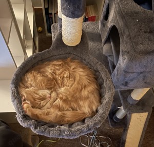 Hübscher Simba wartet sehnsüchtig auf eine Katzendame, der er seine Gunst erweisen kann! Bild 10