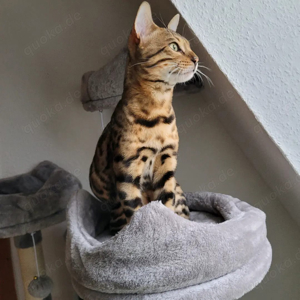 Bengal Kater