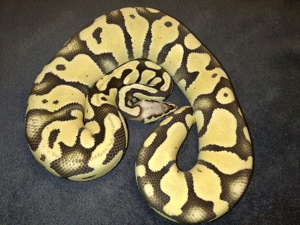 Bestandsreduzierung ! Desert Ghost & Confusion het Clown  ..... Königspython   Python Regius 