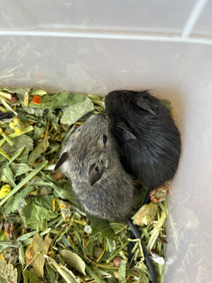 Degus, Degu, Degubabys suchen neuen Körnergeber 