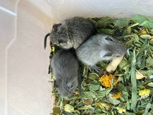 Degu, Degus, Degubabys suchen neuen Körnergeber 