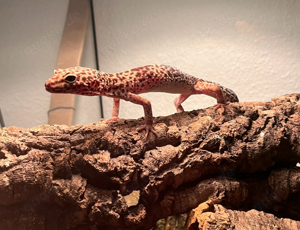 Leopardgecko 1.0