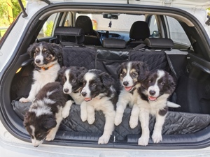 4 Sonntagskinder, reinrassige Border Collies, aus liebevoller Familienaufzucht, u.a Tricolore